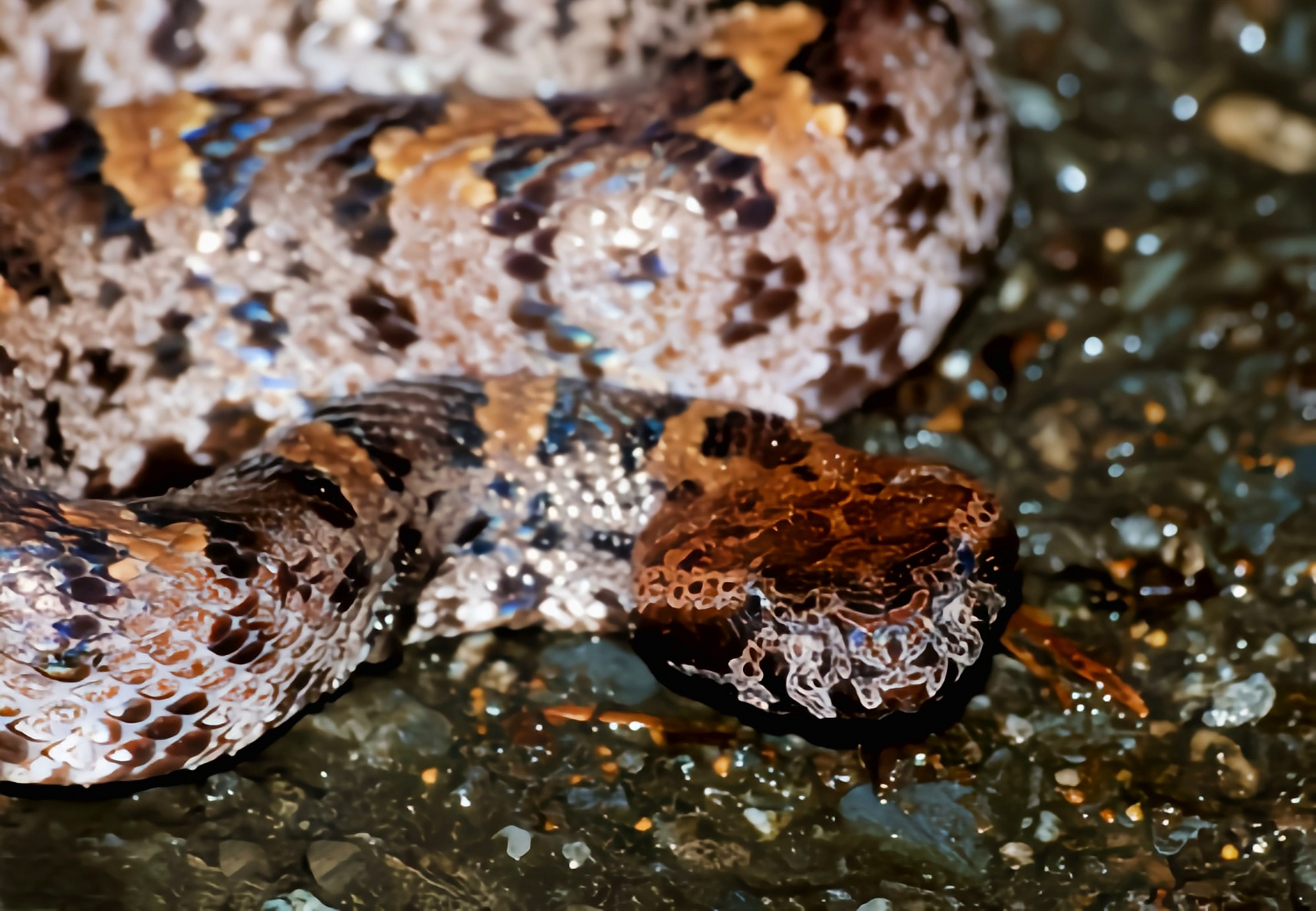 每天认识一种动物——山烙铁头蛇 山烙铁头蛇生活于亚洲喜马拉雅山脉