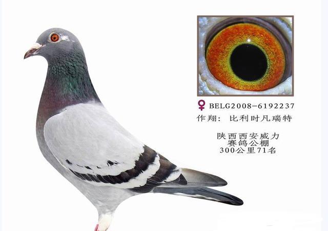 如何分辨美系欧系圆环鸽子?
