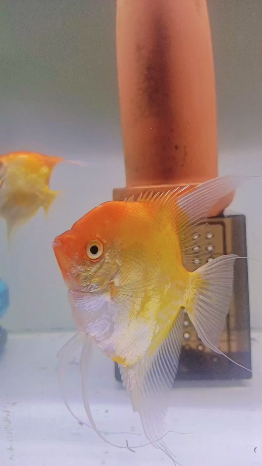 红魔鬼燕鱼,燕鱼繁殖