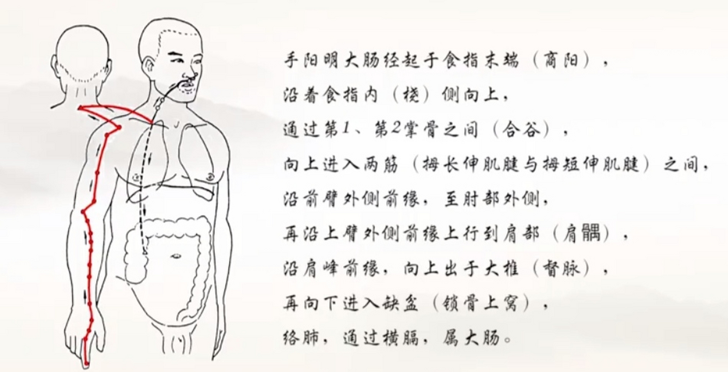 中医十二经脉2一一手阳明大肠经,循行特点规律,穴位,主治