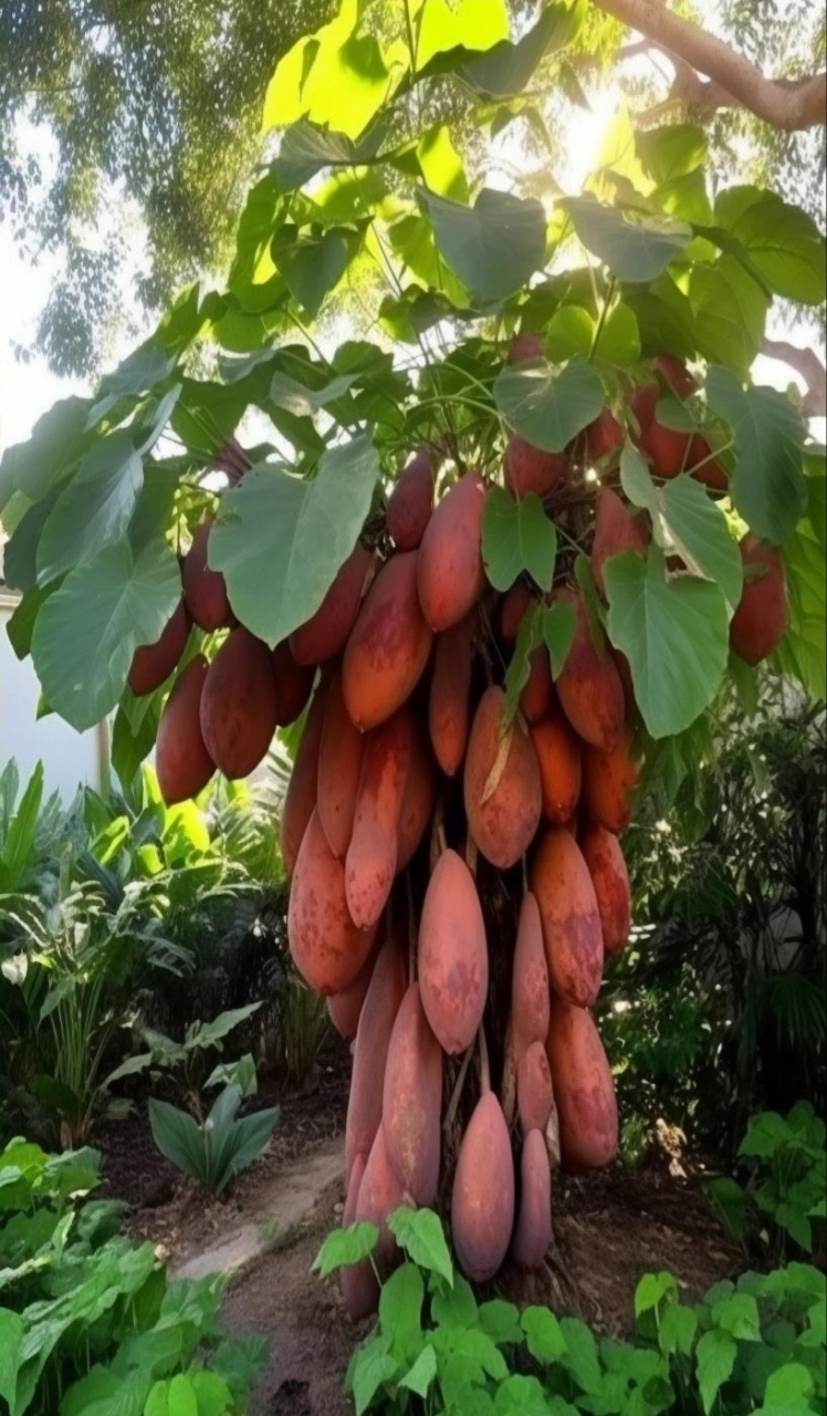 红薯都长到树上了