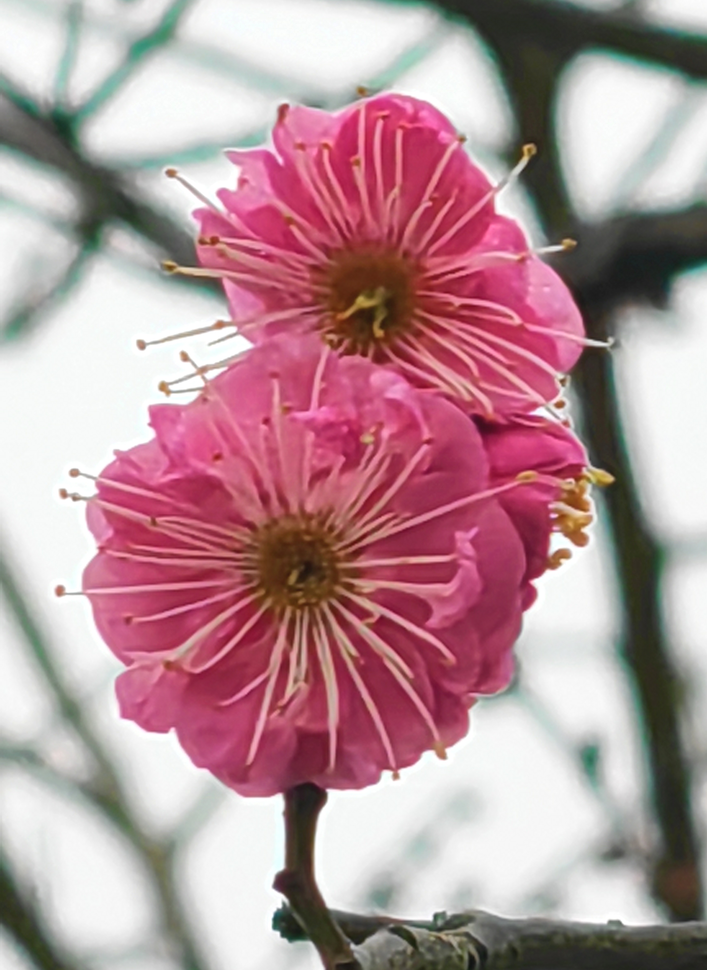 胡立强摄影 露水花