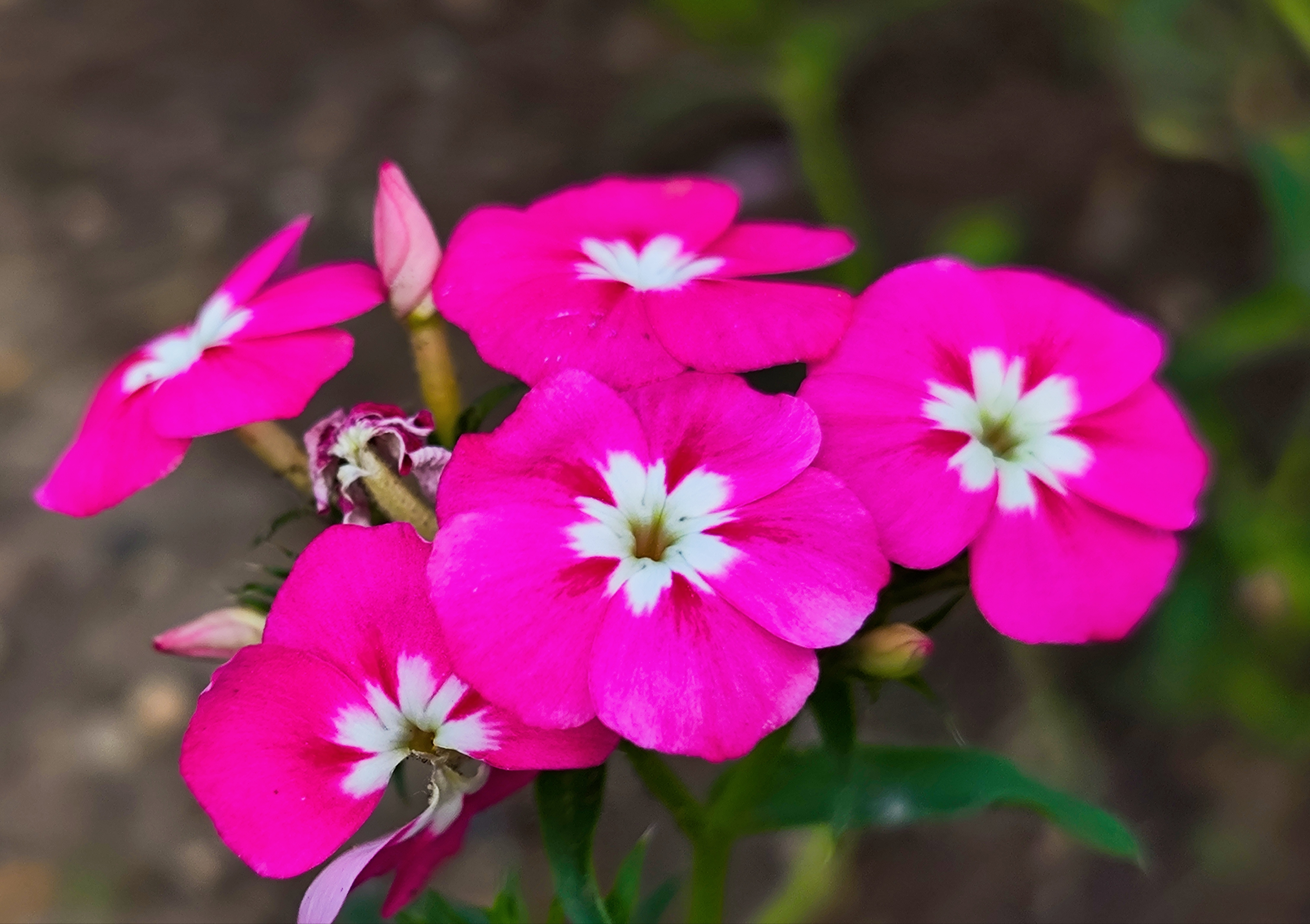 好养又漂亮的针叶天蓝绣球花 针叶天蓝绣球花,非常好理解,叶子窄细,是