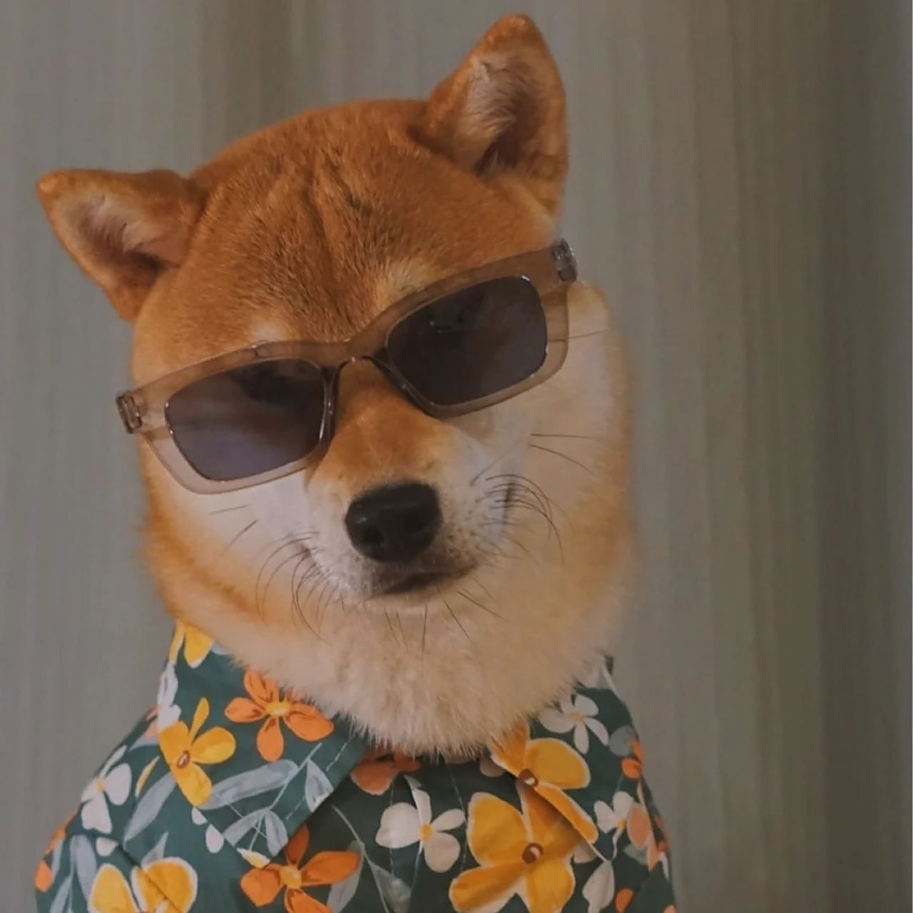 可爱的狗狗头像#头像# #萌宠# #狗狗