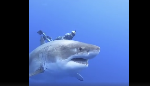夏威夷附近发现的巨号大白鲨!身长超过了6米