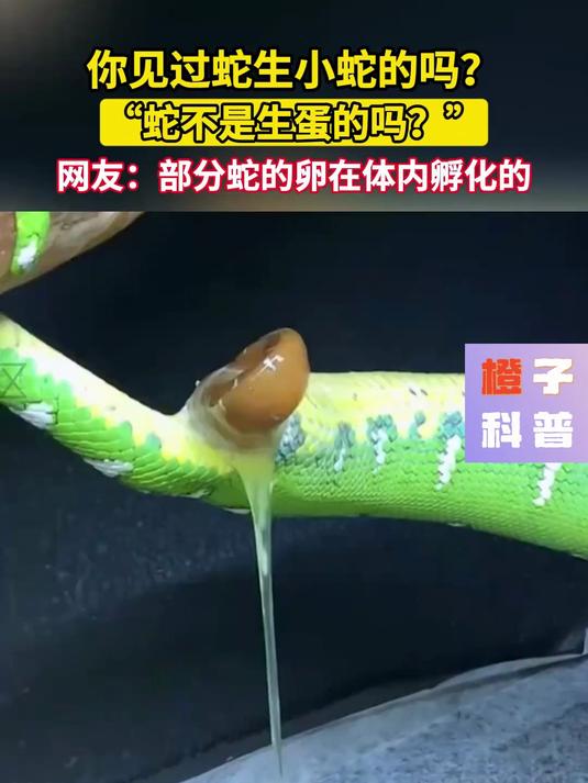 你见过蛇生小蛇的吗?"蛇不是生蛋的吗?