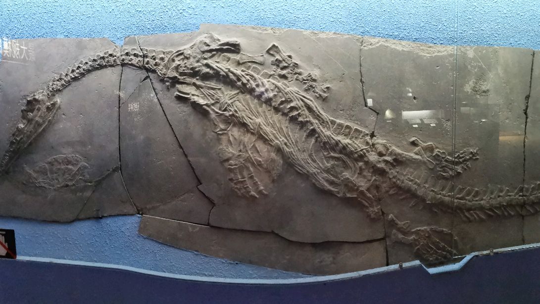 凝固亿年生命古幻龙鱼龙化石标本接触,好兴奋