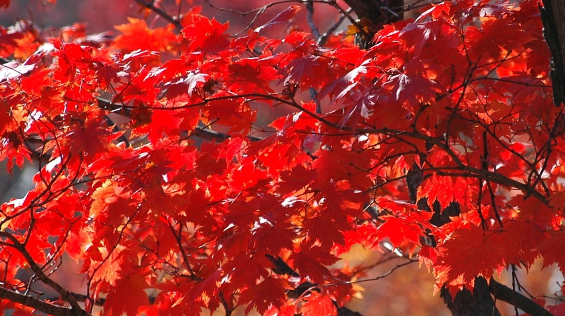 那些树叶变成了深红色和橙色,  宛如一团团燃烧的火焰,  在阳光的