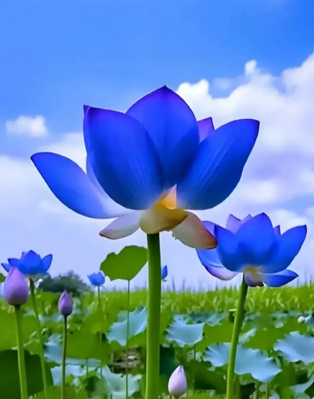 永运盛开在心中的蓝荷花07出淤泥而不染90濯清涟而不妖9191