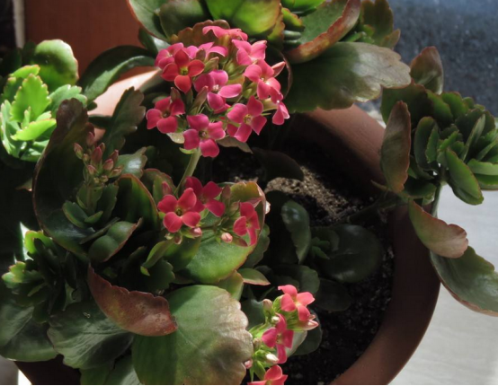 短日照的花是怎么照顾的?用两种方法快速开花,快点学习吧