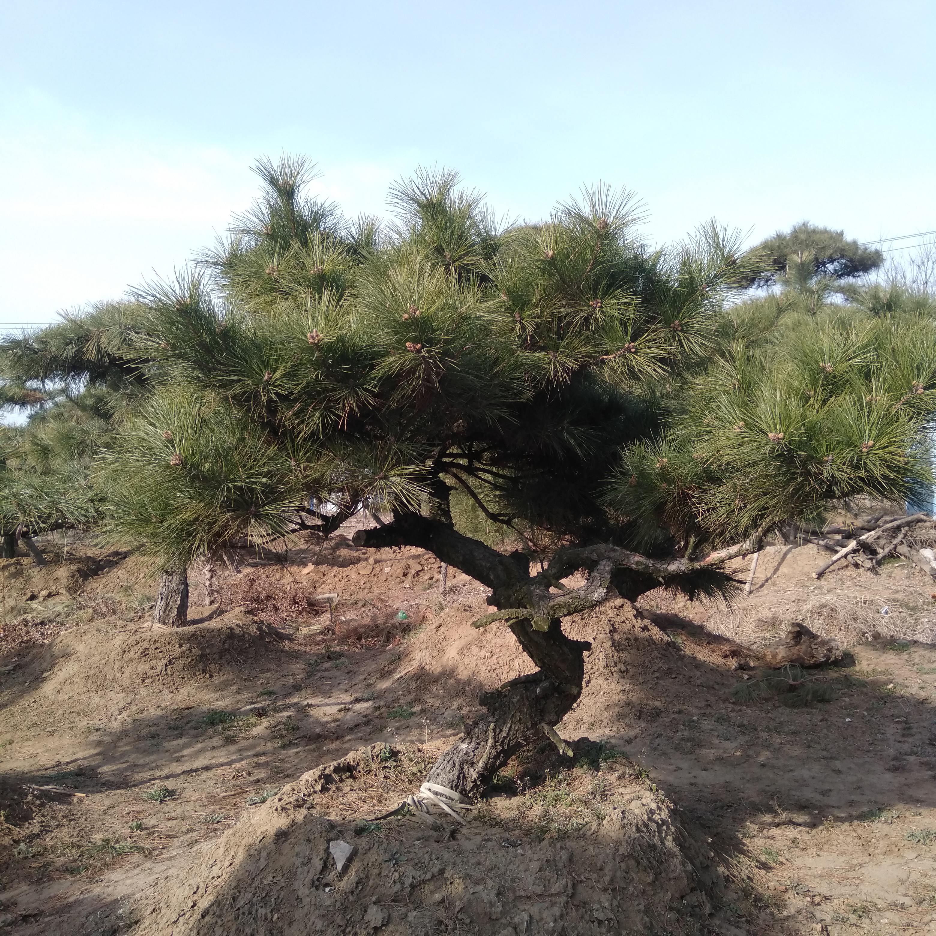 山采老桩黑松盆景