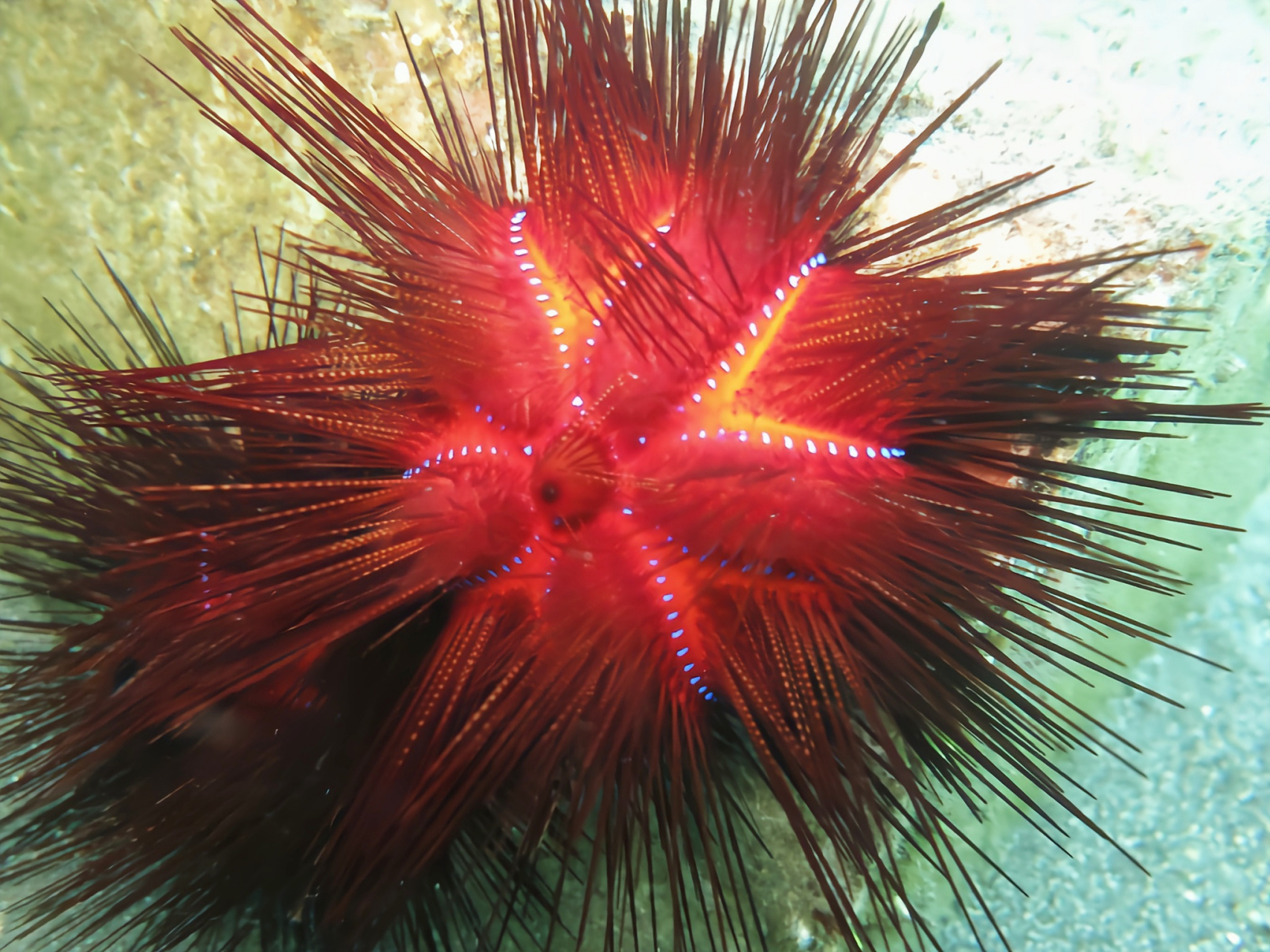 每天认识一种动物——火海胆 火海胆别名海顽童,原产于太平洋西部