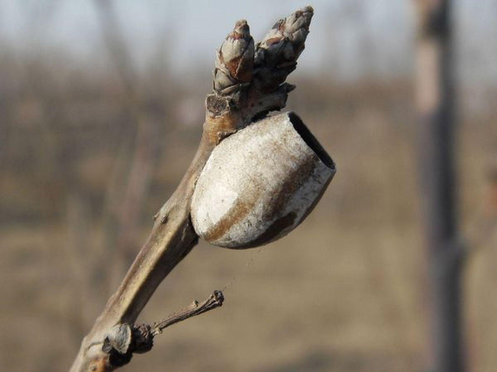 粘树上的小蛋壳,其实是洋辣子的茧[黑线]