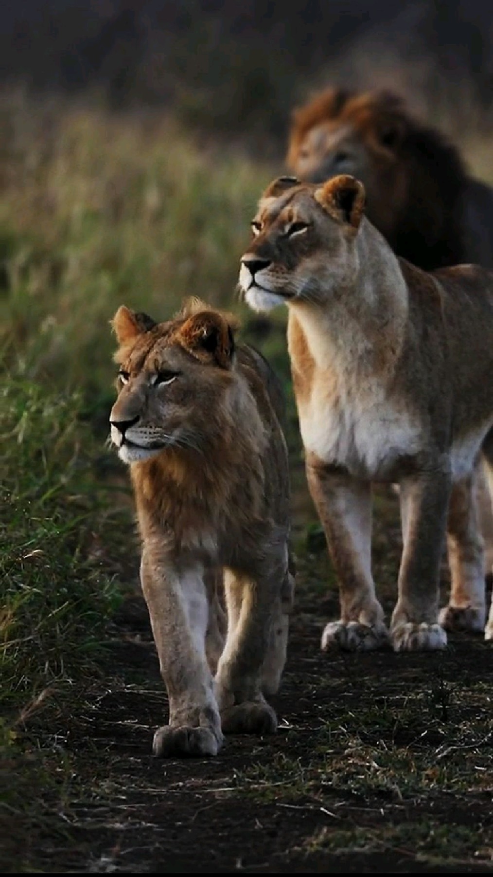 狮群里年轻的小雄狮