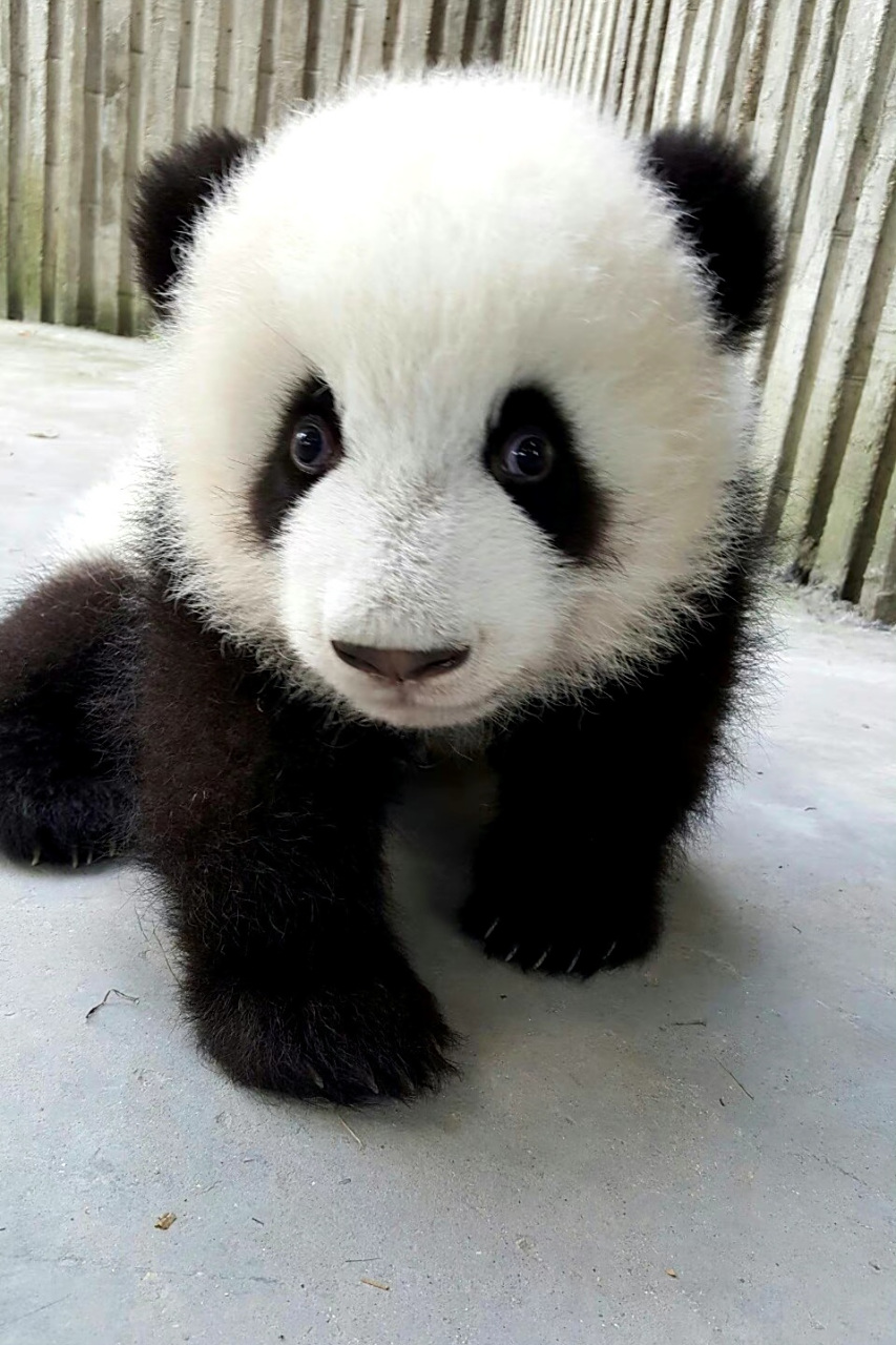 大熊猫# 熊猫花花和她的哥哥萌兰小时候的照片,如果要问谁更可爱哪 