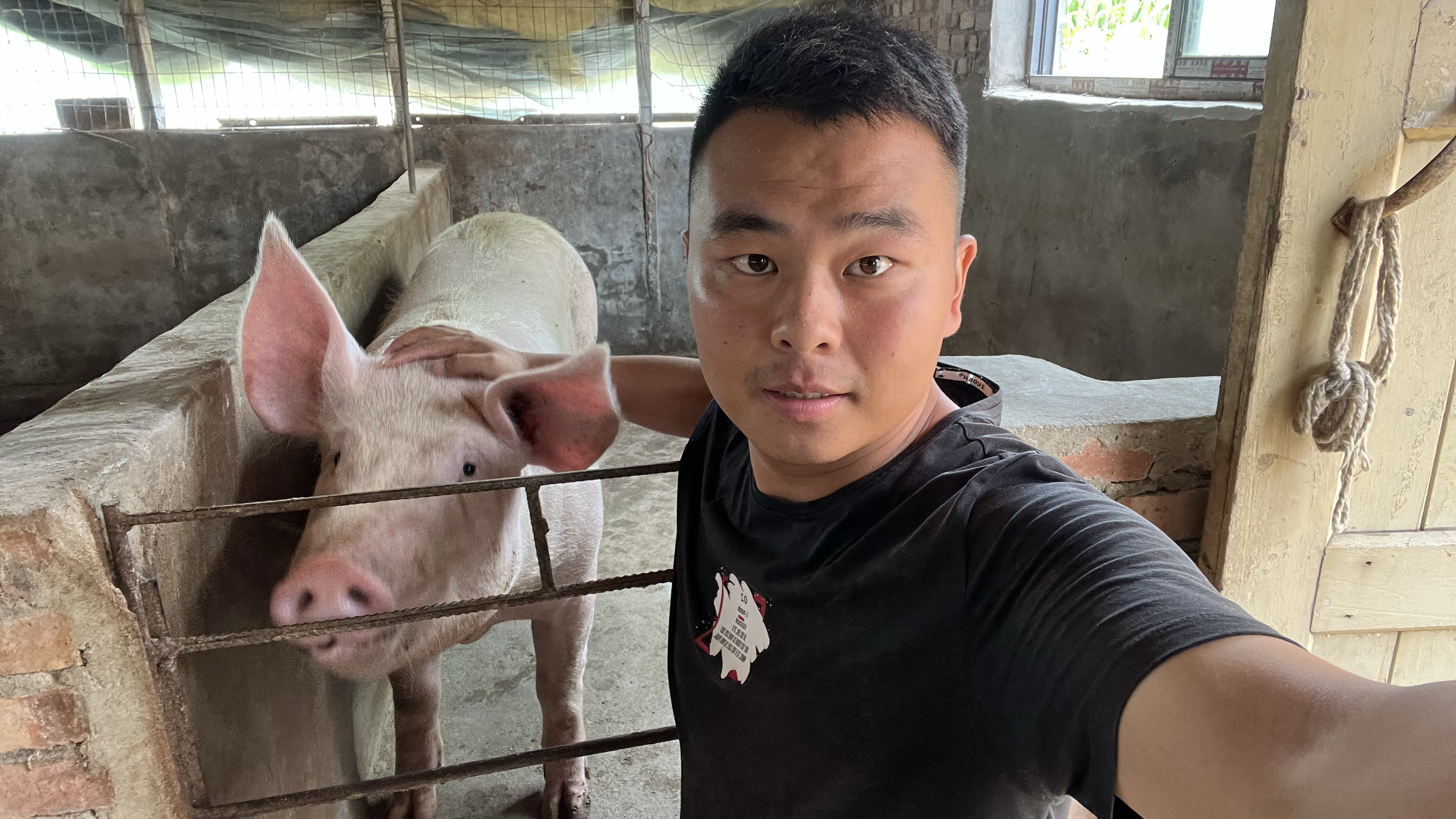 葡萄糖粉在猪场的妙用原来这么多,养猪人快来学习,把猪养好