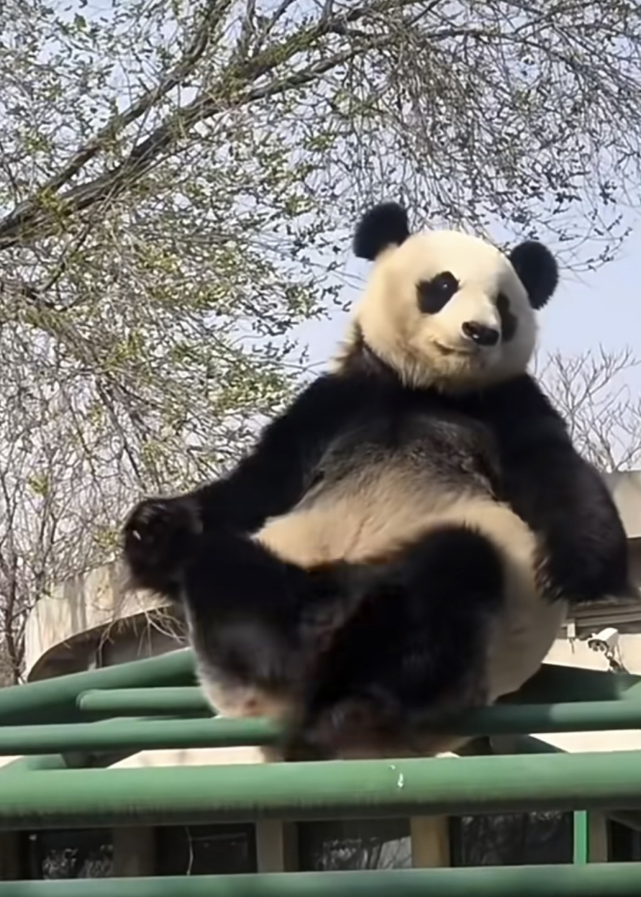 多么妖娆妩媚的美女熊熊一枚,她叫喜乐,来自天津动物园哦#熊猫