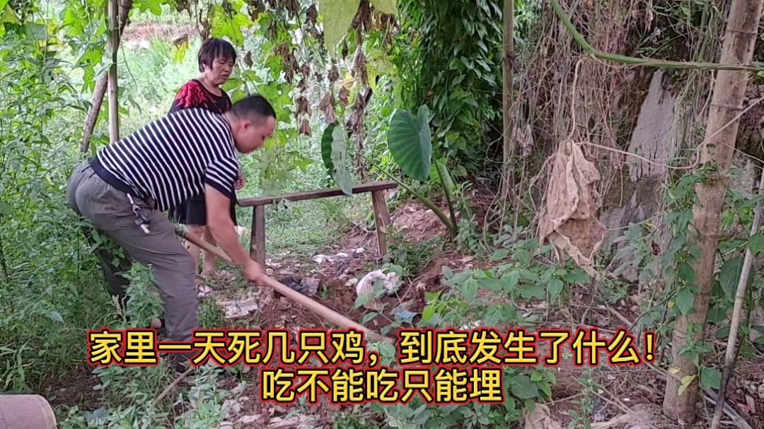 家里的土鸡每天死几只,鸡也发疫情了吗?太可惜了!