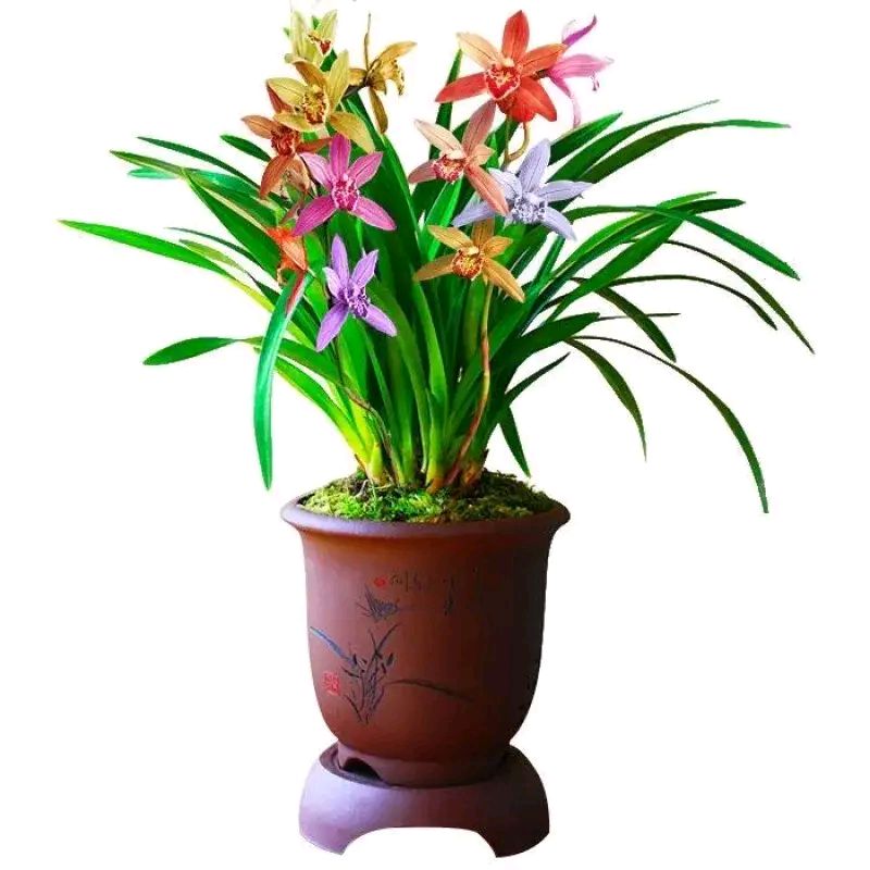 美丽的七彩兰花