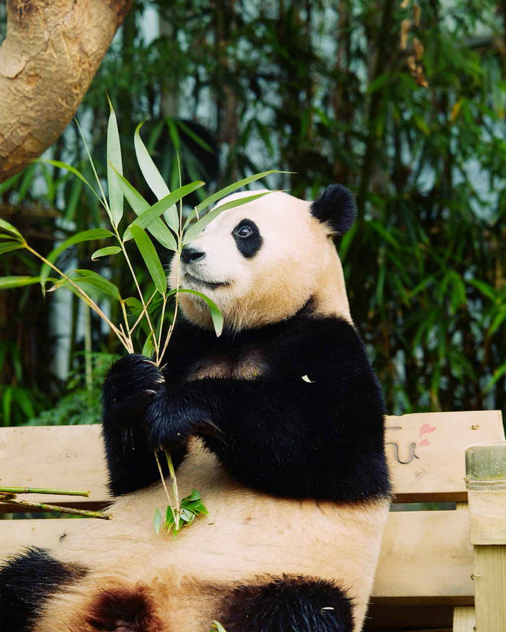 大熊猫# 去哪里寻找福宝这样完美的小熊啊?