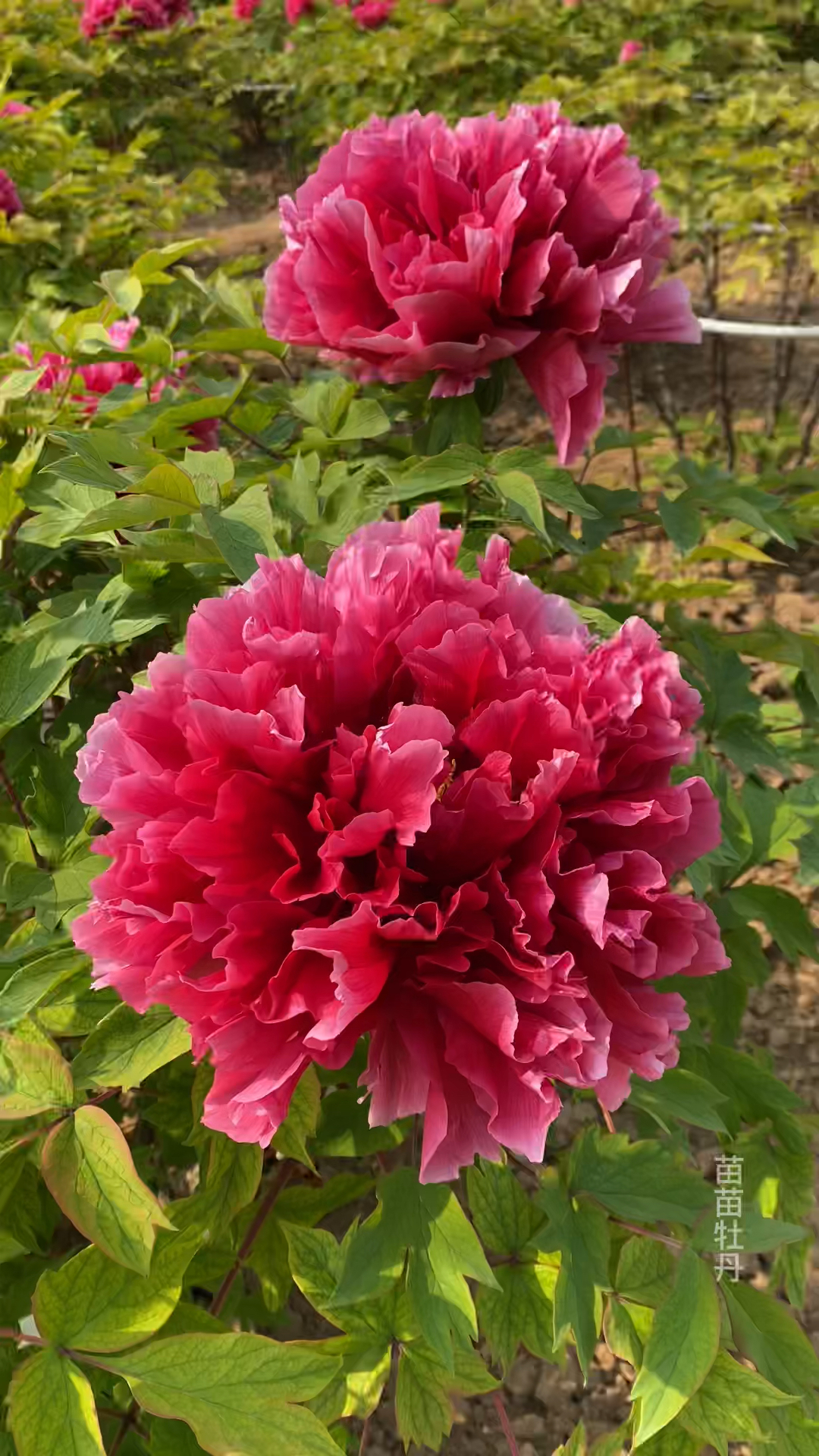 国色天香牡丹花,牡丹品种:花王