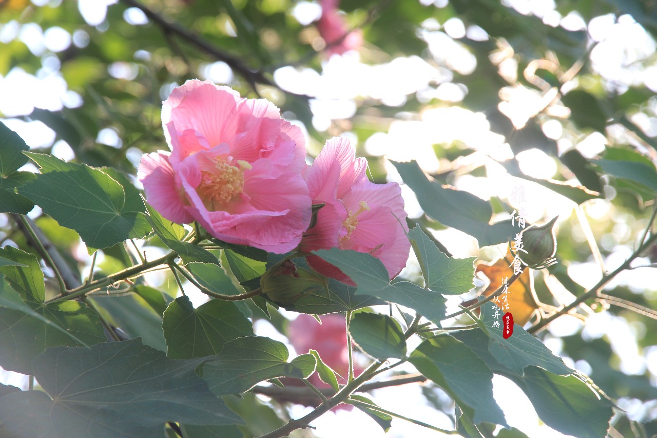 木芙蓉为何叫拒霜花图片