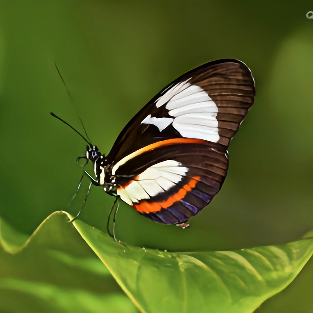 每天认识一种昆虫——红带袖蝶 这种绚丽的蝴蝶是红带袖蝶,它的翅膀红