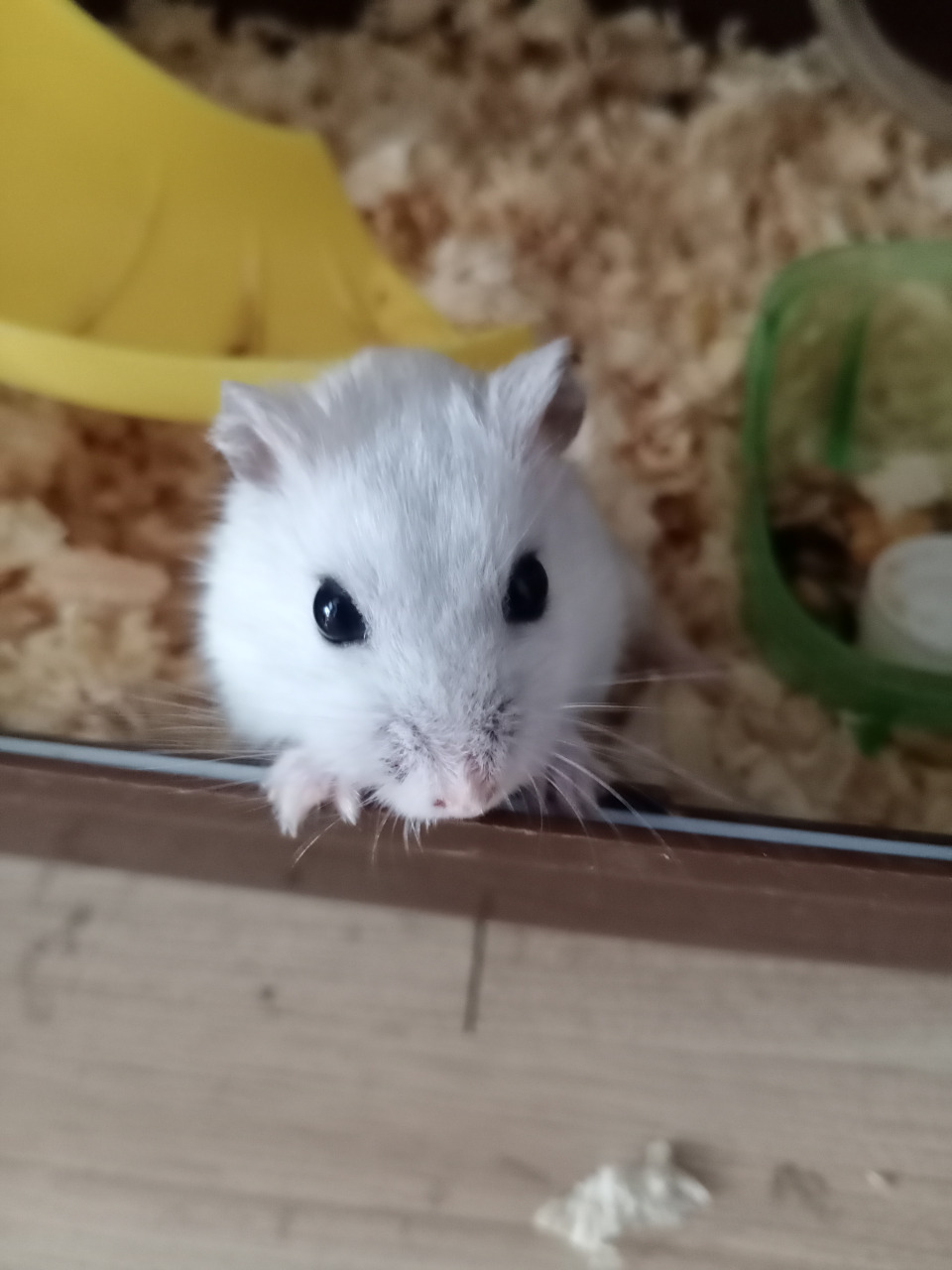 这只仓鼠,白色,无特别特征.所以取名为小白.