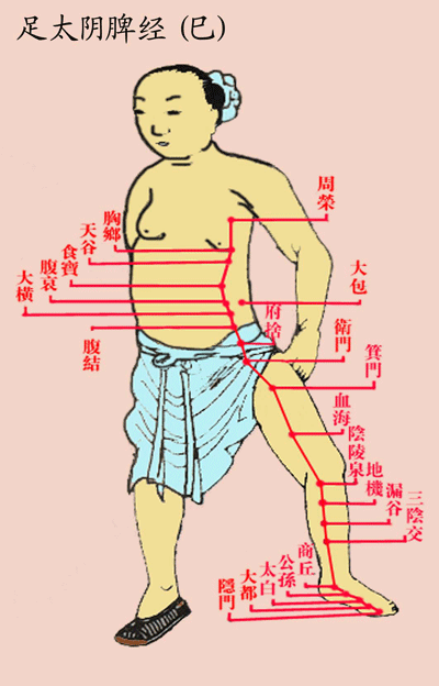 人体脾经的准确位置图图片