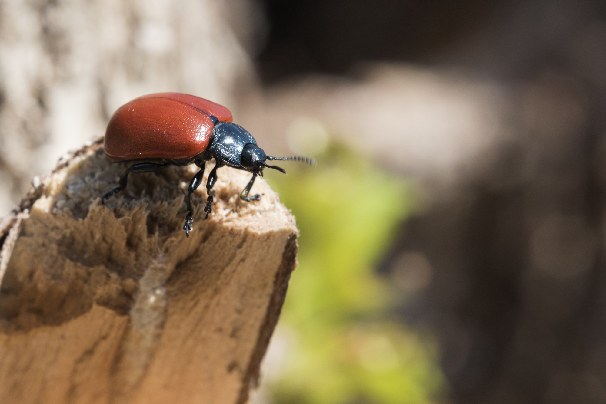 鞘翅目昆虫叶甲