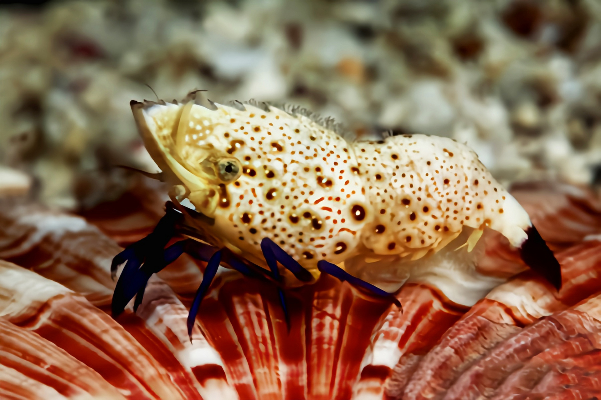 每天认识一种动物——绵羊虾 绵羊虾别名紫脚绵羊虾,原产于印度洋