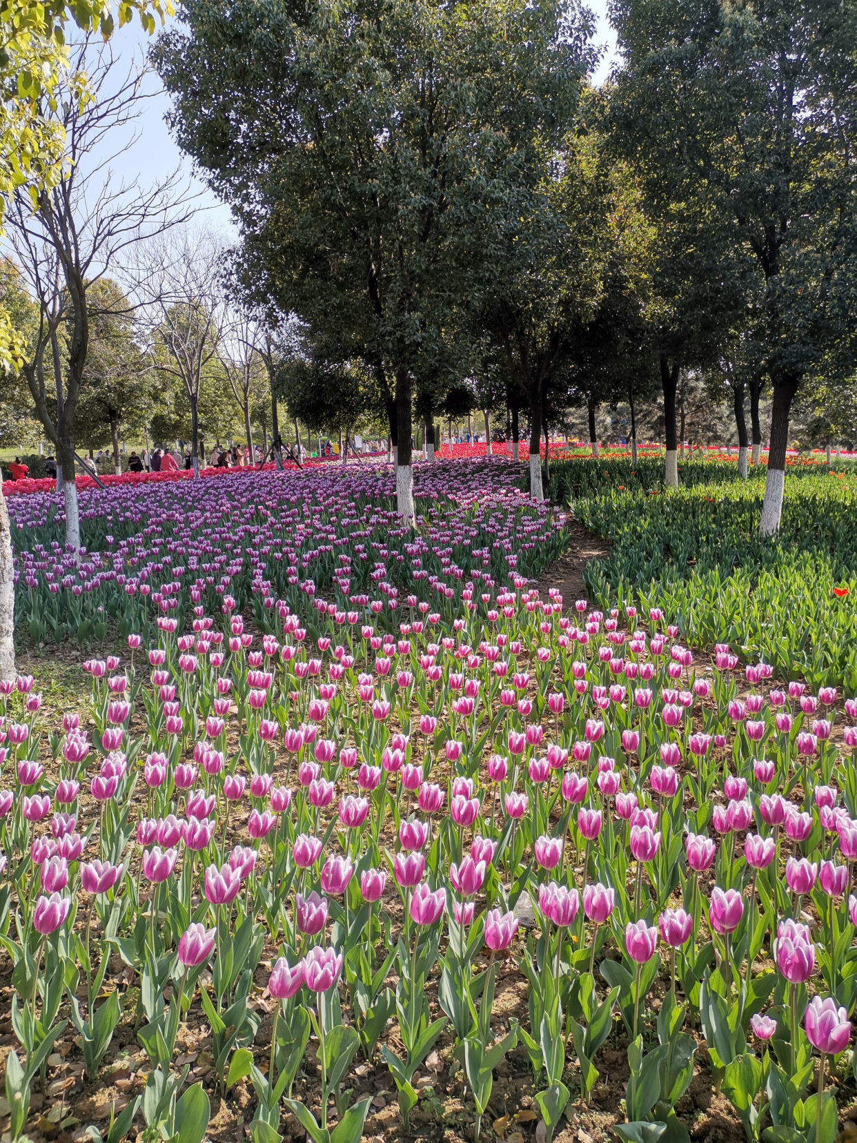 河南新野郁金香争相竞放