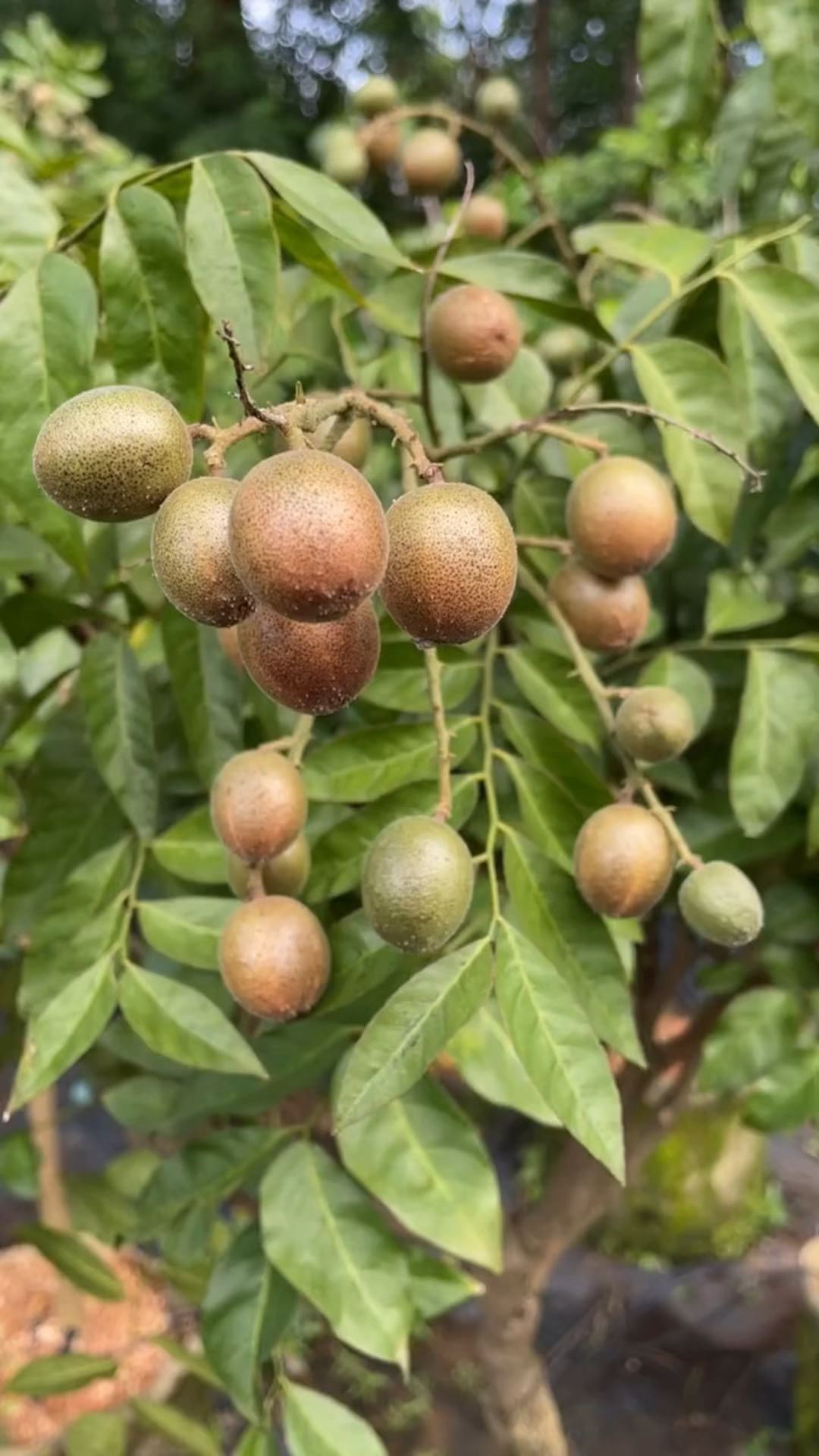 紫肉黄皮,近年推出的黄皮果新品种,酸甜适口,具有稳产,抗病虫害能力强