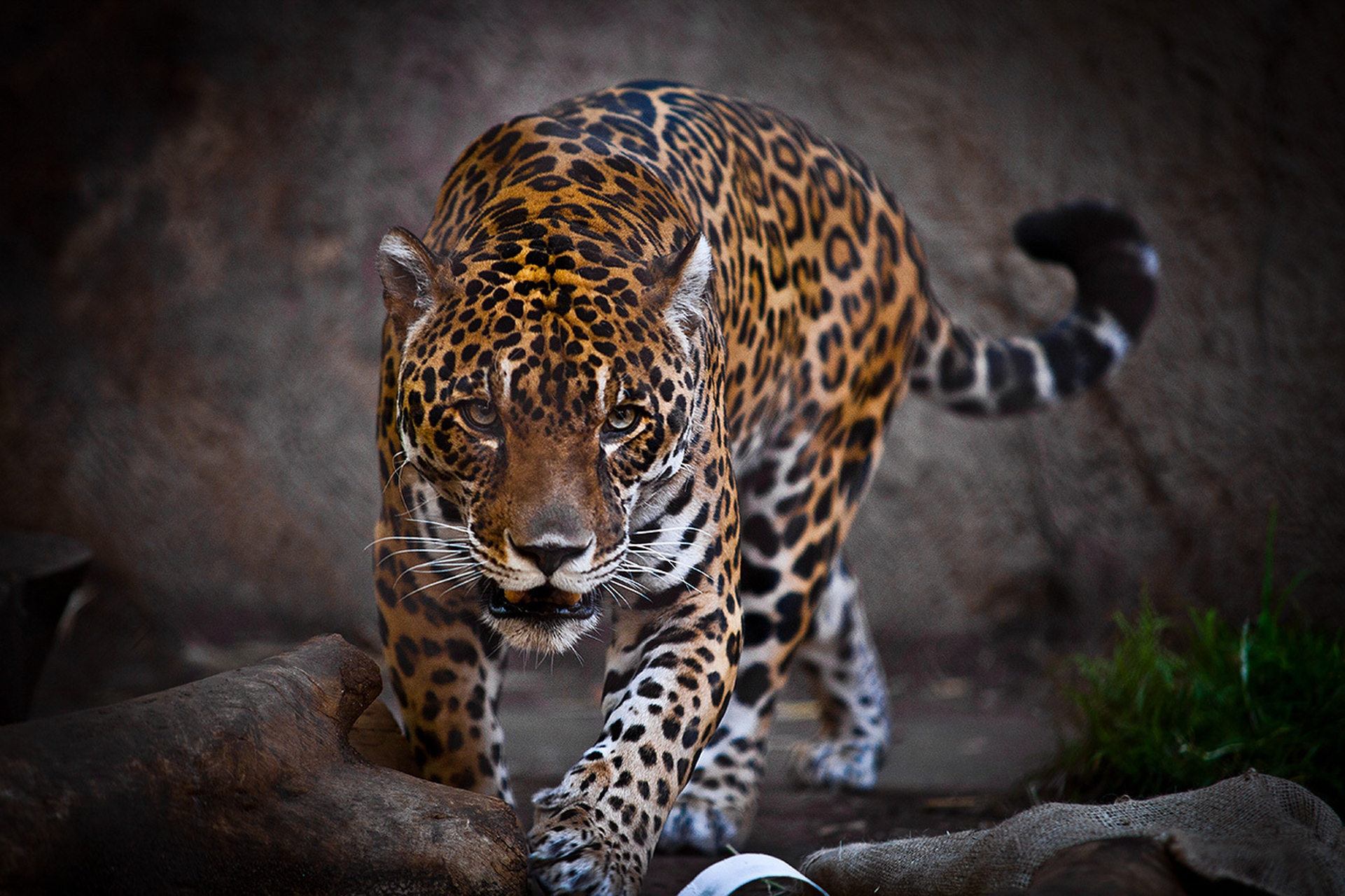 南美洲顶级猎食动物——美洲豹  南美洲,一个充满着生机与活力的大陆
