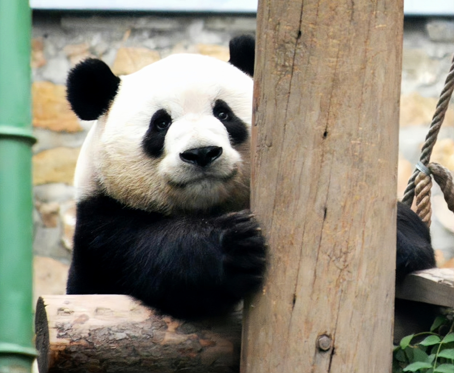 周末看萌兰的人实在太多了,实在是挤不过,看看照片