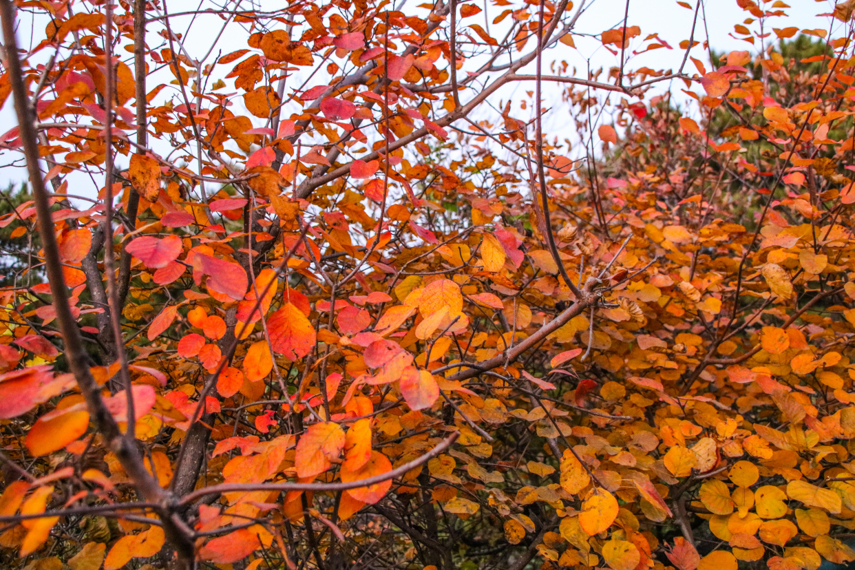 香山紅葉紅滿天