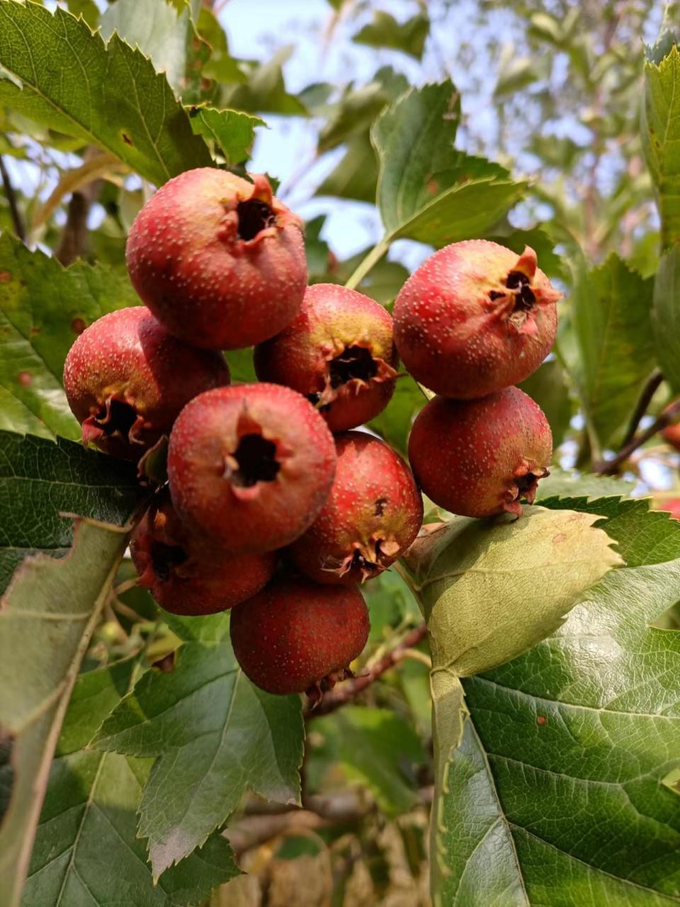 杠杠滴# #贯彻二十大辽宁在行动# #美好辽宁欢迎您# 红红的山楂惹人爱