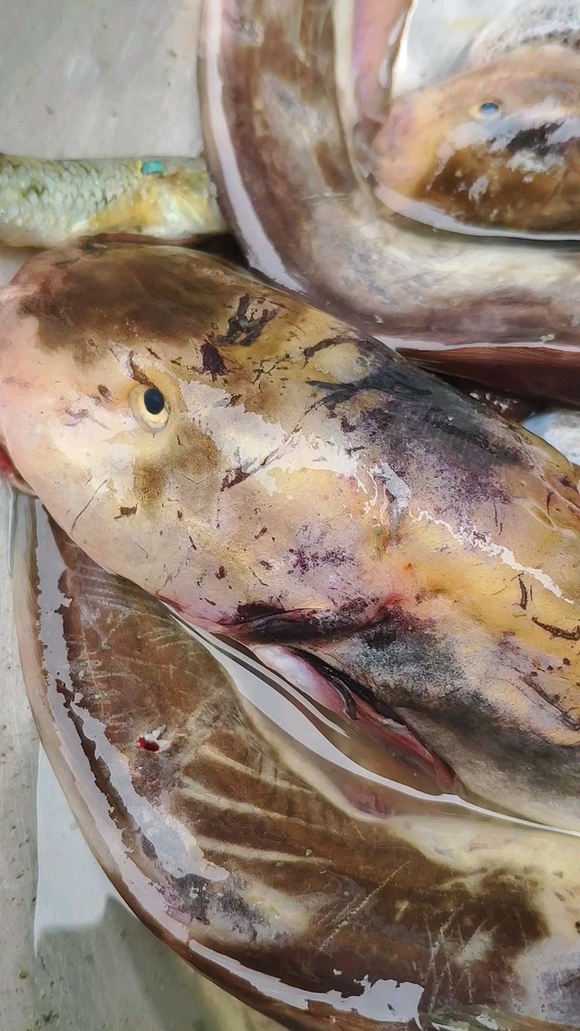 广东沿海的三毛鱼肉嫩刺毒,外地游客赶海见到别乱抓,被它扎到哭几天