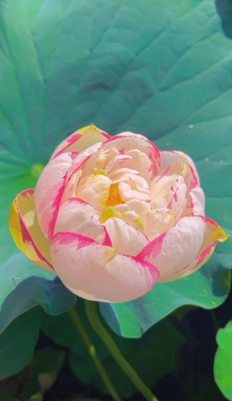 洒锦荷花如脂如玉的花瓣里透着粉色,在众绿的荷叶中显得"清新脱俗",被