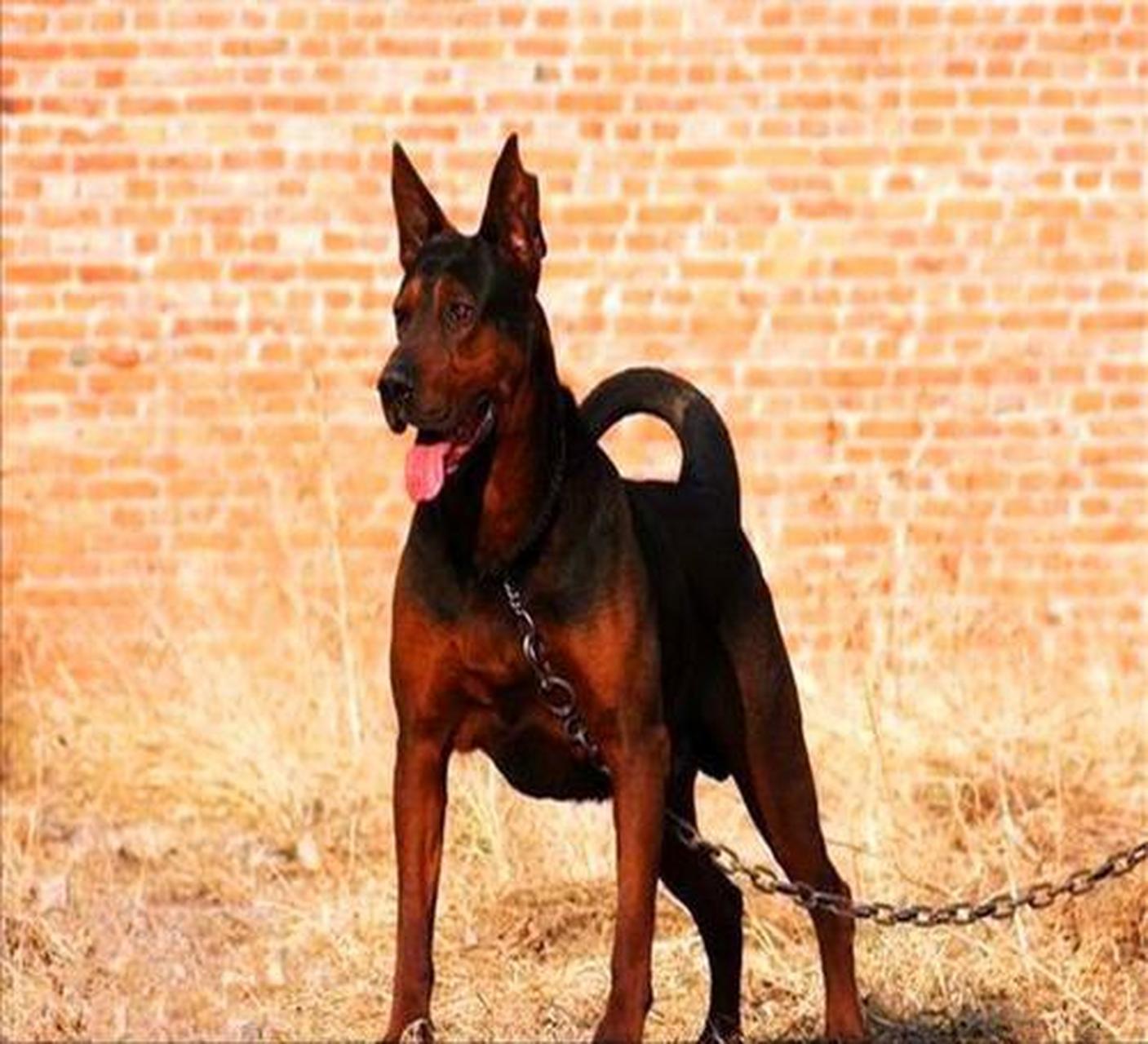 莱州红犬,又称中国山红犬,是上世纪七十年代末,山东莱州朱桥镇的养狗