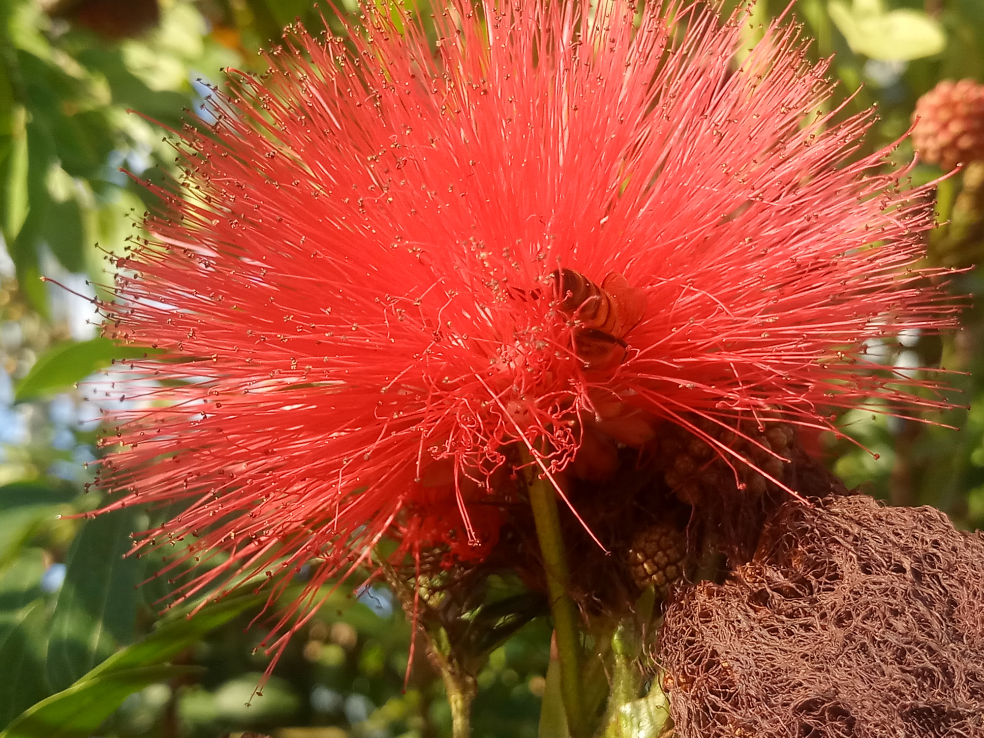 奇特花类,合欢花.四季飘红花像一团绒毛