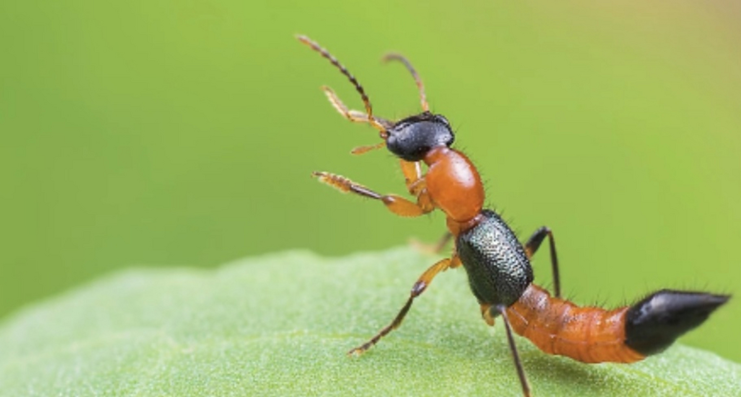 隐翅虫的毒液堪比硫酸! 近来天气炎热起来了,各地纷纷突破刷新最高温