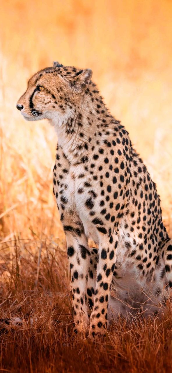 身体矫健的豹子壁纸 南山有雄豹,隐雾成变化 奇姿惊世人,毛物亦增价