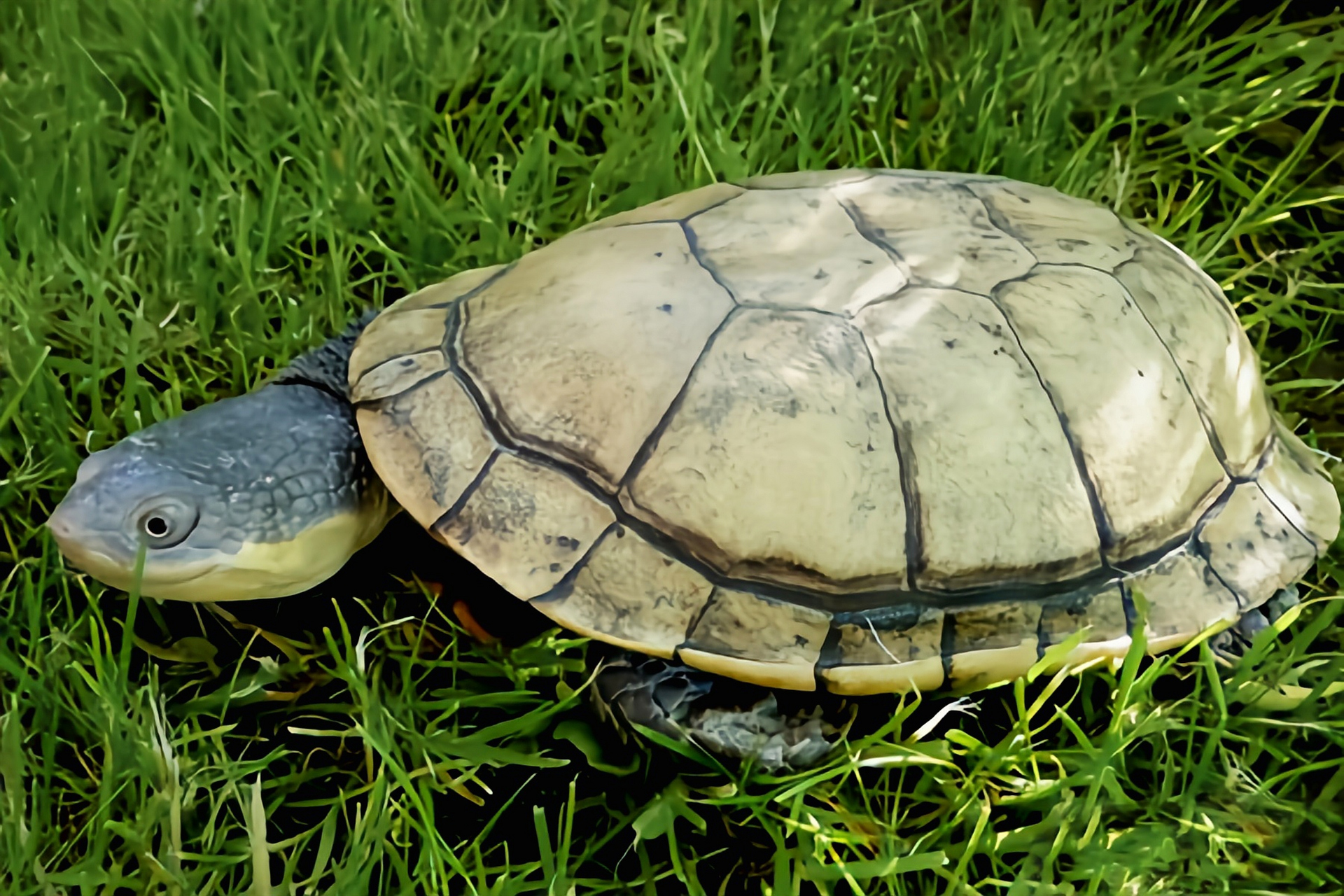 每天认识一种动物——巨头蛇颈龟 巨头蛇颈龟别名大头刺颈龟,生活在
