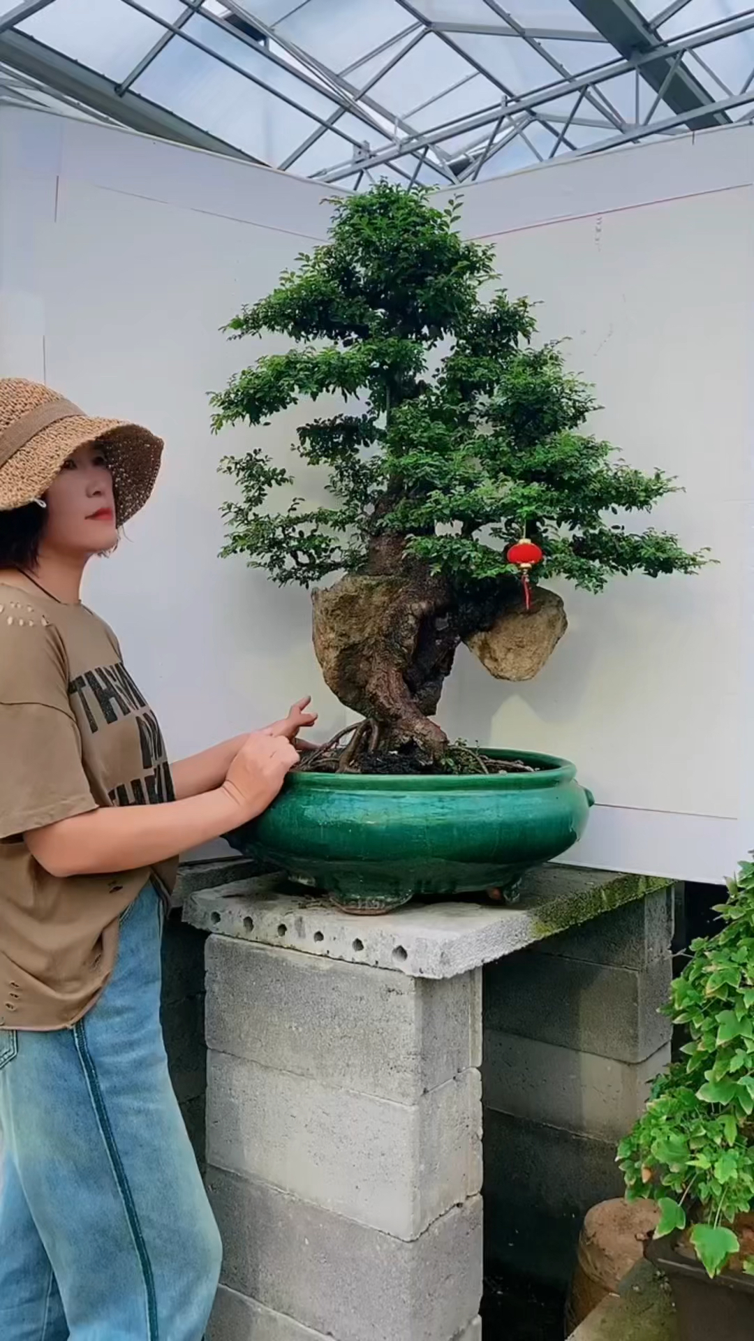 分享抱石榆树盆景,榆树寓意为富余,富贵,吉祥盆景适合东北方养护,喜欢