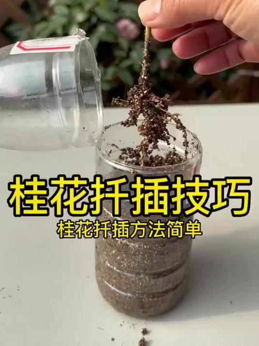 桂花扦插有技巧!