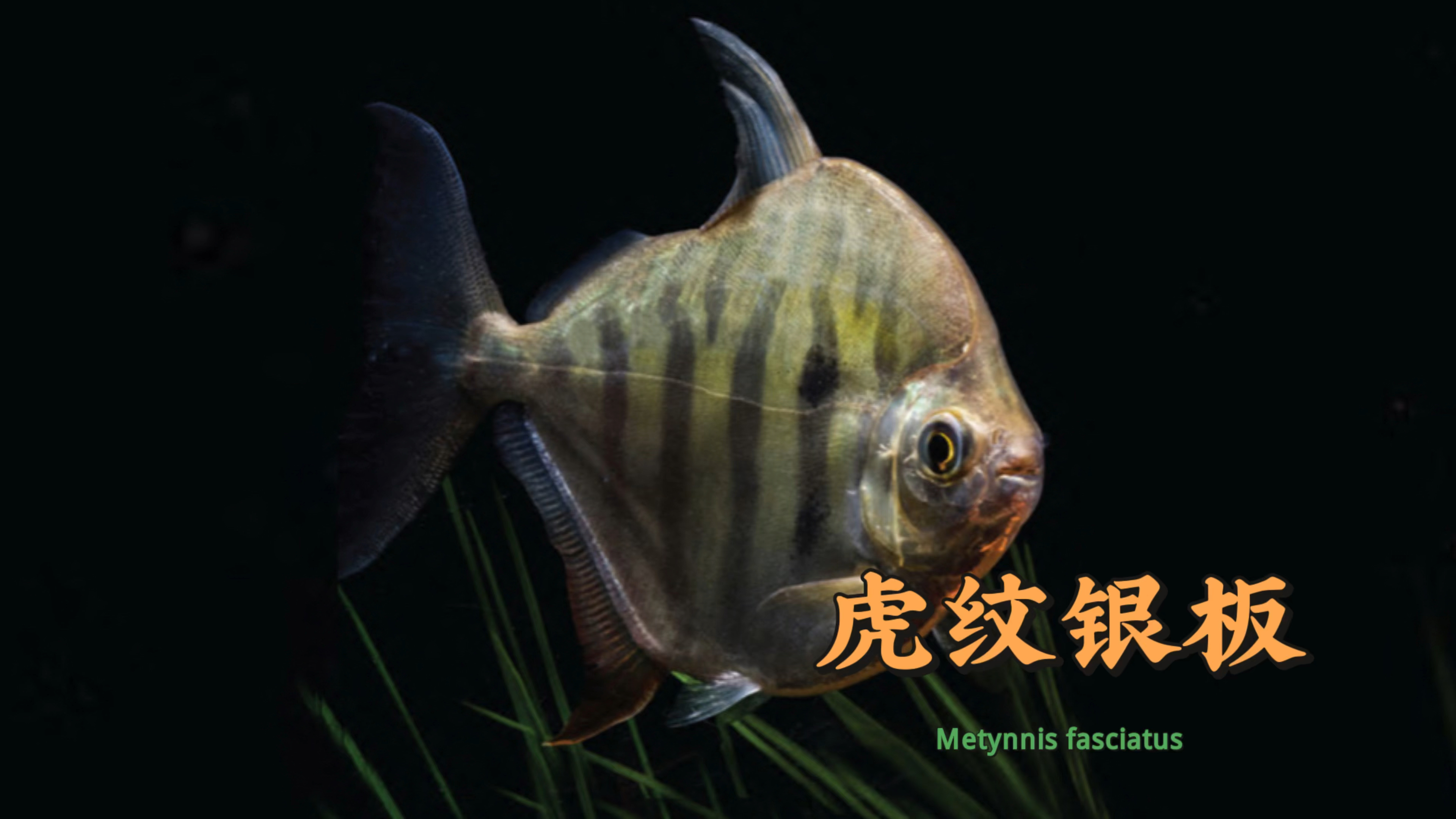 食人鱼远亲虎纹银板