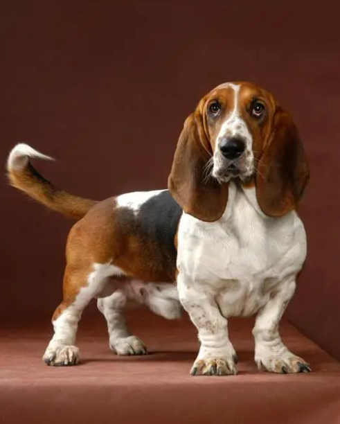 巴吉度犬,适合家庭饲养吗?