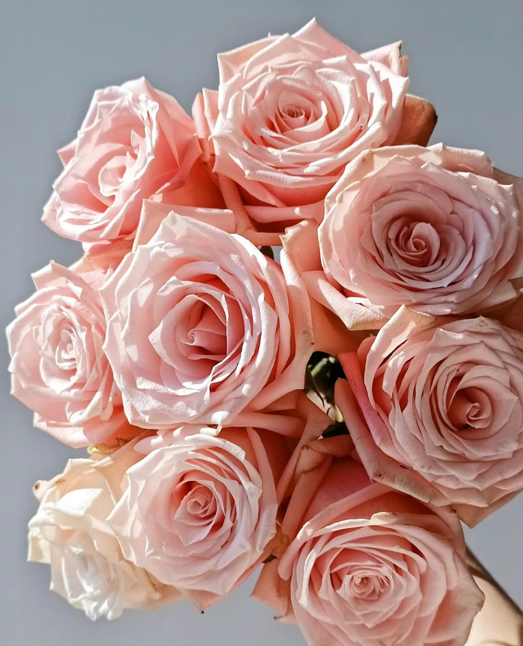 胭脂粉玫瑰#寻找百度ai写手计划