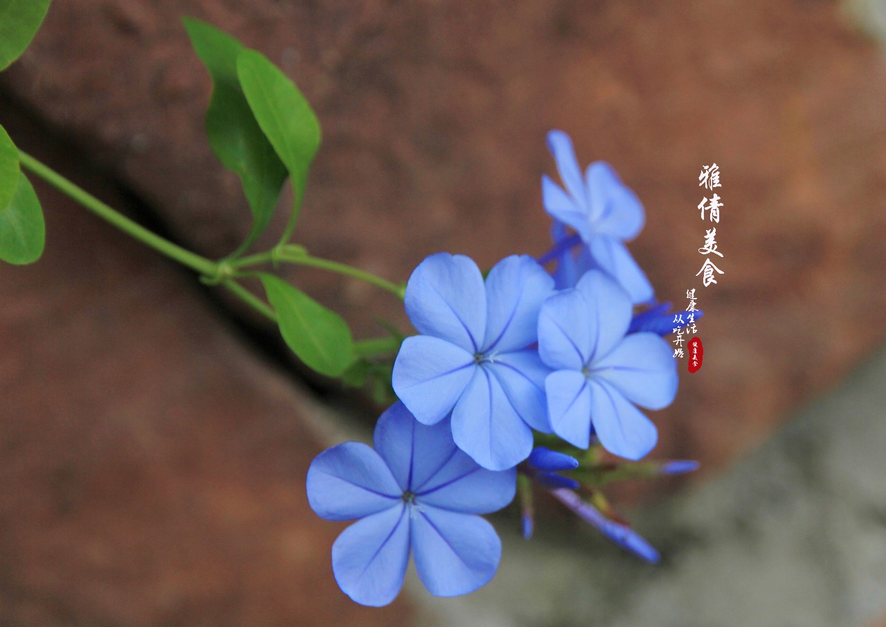 中医俗称"紫金莲",它的根可活血治疗骨伤,花可驱赶夏天的蚊虫